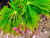 Acer japonicum ‘Aconitifolium’ HORT'IS VIRIDIOS (R)